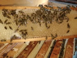 Echter Deutscher Honig - 6x500g Sommertracht -Haribo || Tassimo || Senseo Verkaufsgeschäft 022d6fb1a326dbca9a2f9fc3839f3fc4