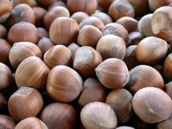 Natural Food Haselnüsse In Der Schale | PREMIUM | Frisch Und Lecker Aus Polen | 25 Kg -Haribo || Tassimo || Senseo Verkaufsgeschäft 529d4ea7e53c3129d4f53ccb27b2c38d