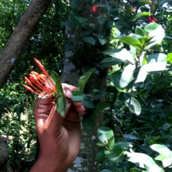 Macis Muskatblüte Gemahlen, BIO, 100g -Haribo || Tassimo || Senseo Verkaufsgeschäft e023e425dfcb2984e375ba4526a2b6f7